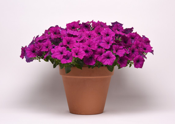 Petunia Easy Wave® Violet