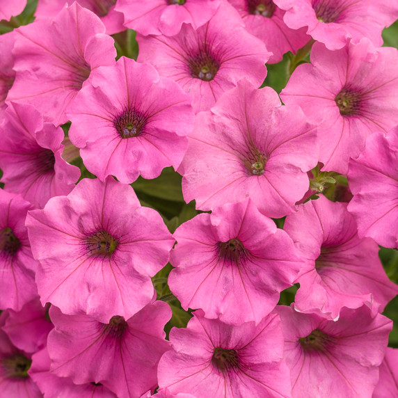 Petunia Supertunia® Mini Vista Hot Pink