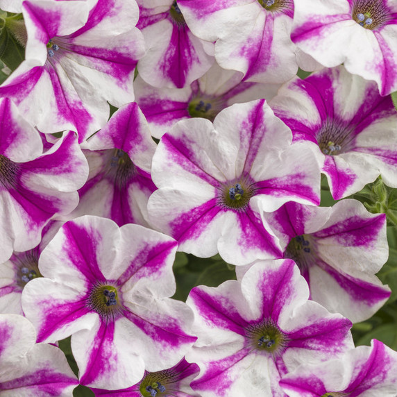 Petunia Supertunia® Lovie Dovie™