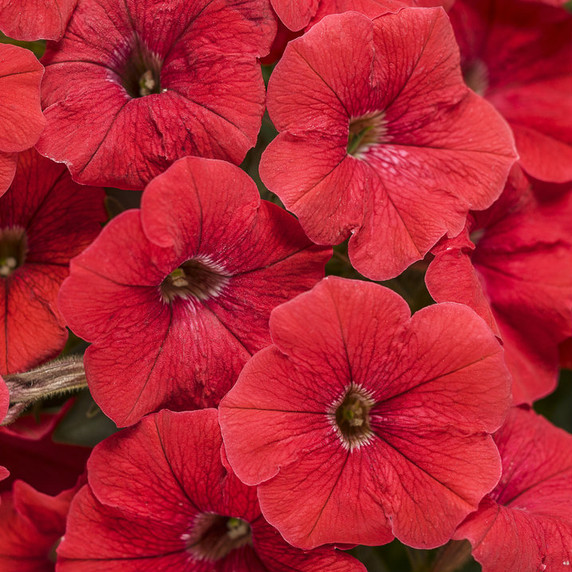 Petunia Supertunia® Really Red