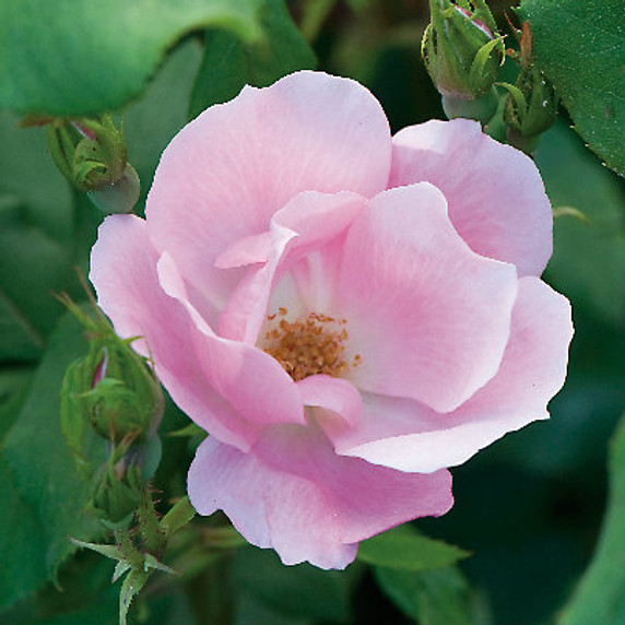 Rose The Blushing Knock Out®
