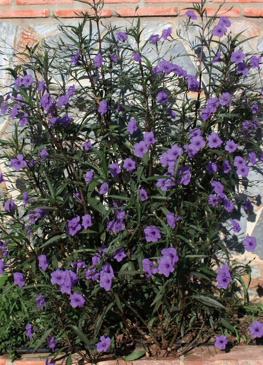 Ruellia Purple Showers (Mexican Petunia)