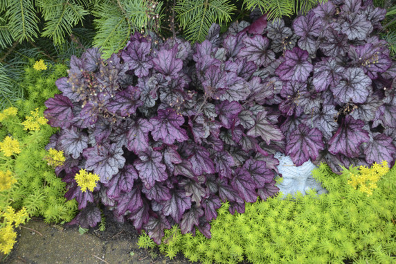 Sedum Angelina