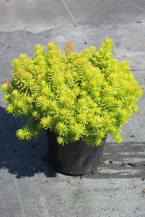 Sedum Angelina