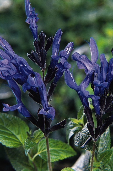 Salvia Black And Blue