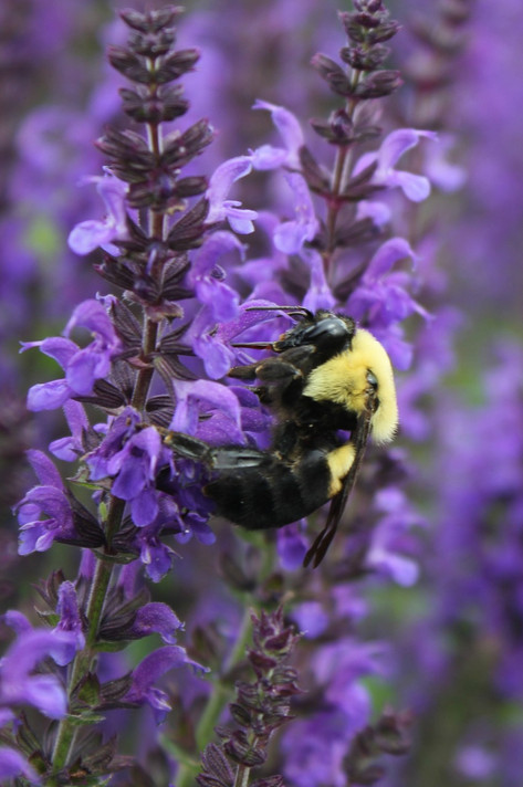 Salvia Marcus®