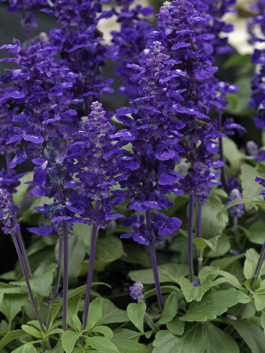 Salvia Velocity™ Blue