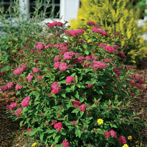 Spirea Double Play Doozie®