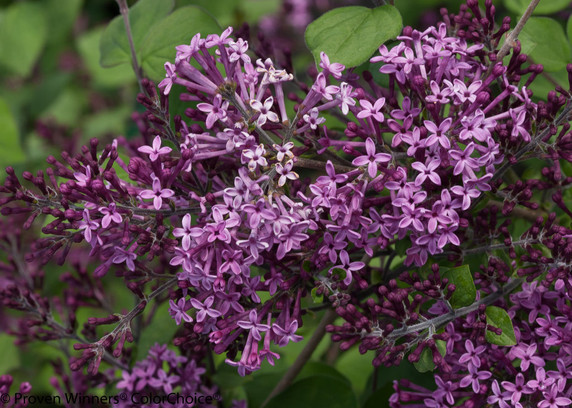 Syringa Bloomerang® Dark Purple (Lilac)