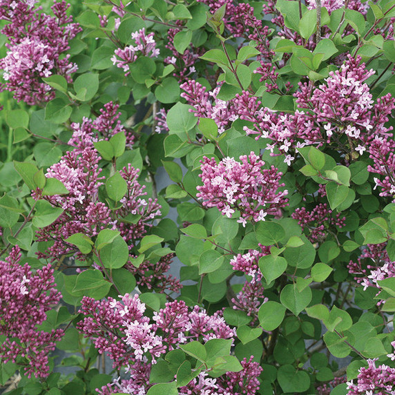 Syringa Bloomerang® Dwarf Purple (Lilac)