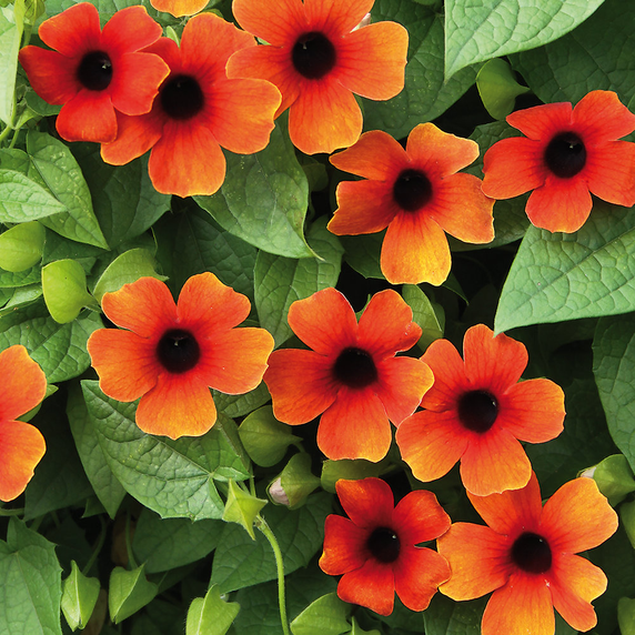 Thunbergia Sunny™ Arizona Glow (Black-Eyed Susan Vine)