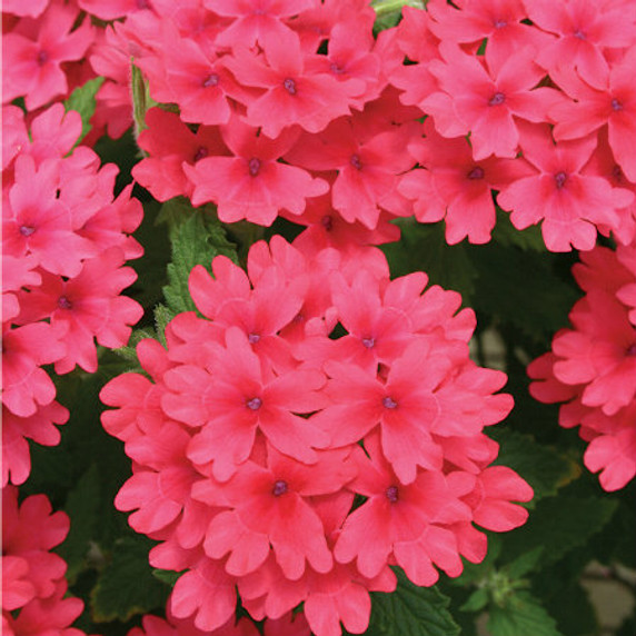 Verbena Superbena® Coral Red