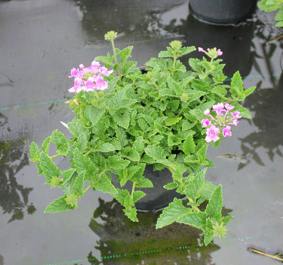 Verbena Endurascape™ Pink Bicolor