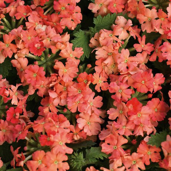 Verbena Superbena Royale® Peachy Keen