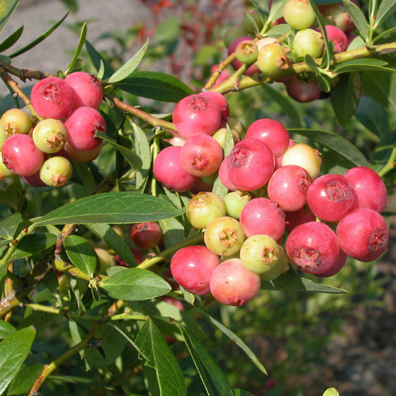 Vaccinium Pink Lemonade (Blueberry)