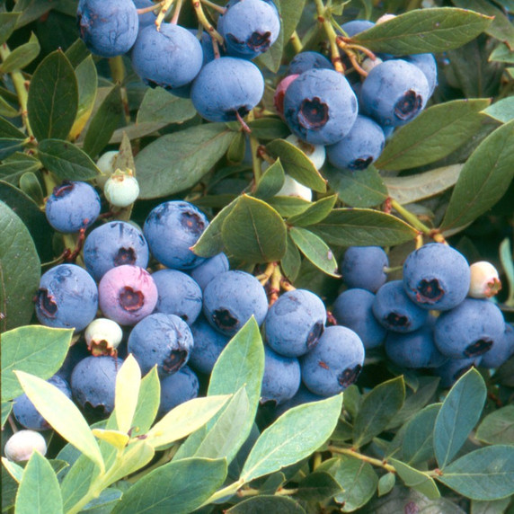 Vaccinium Sunshine Blue (Blueberry)