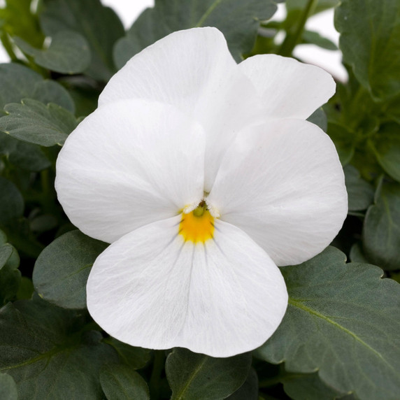 Viola Sorbet® XP White