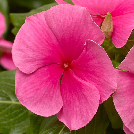 Vinca Cora® XDR Deep Strawberry