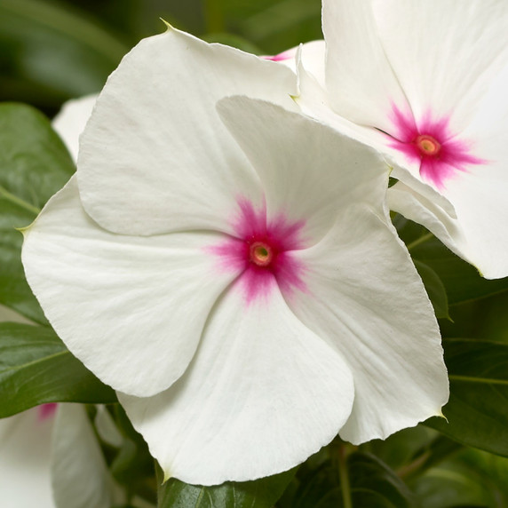 Vinca Cora® XDR Polka Dot