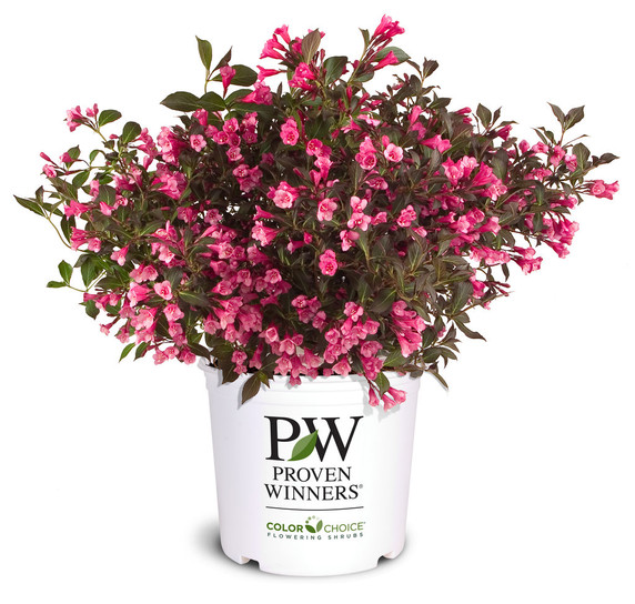 Weigela Wine & Roses®