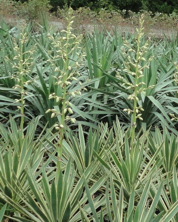 Yucca Variegata