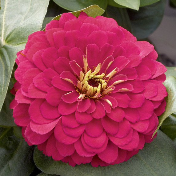 Zinnia Magellan™ Cherry