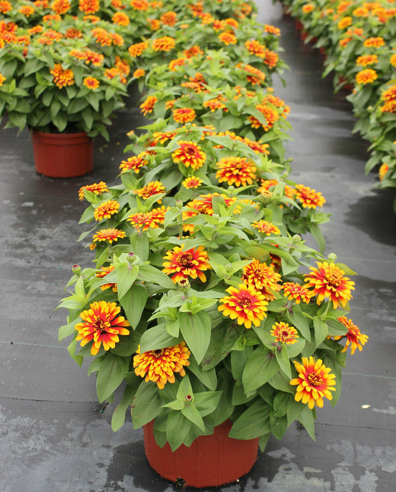 Zinnia Swizzle™ Scarlet And Yellow