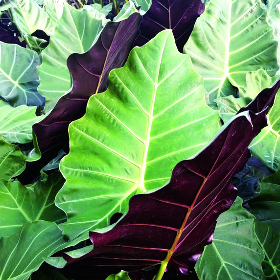 Alocasia Mayan Mask