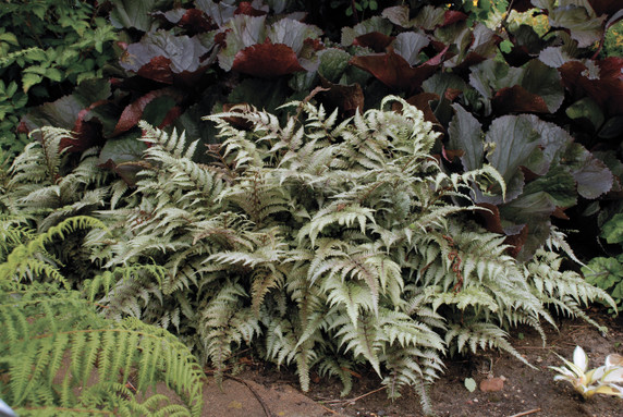 Athyrium Pictum