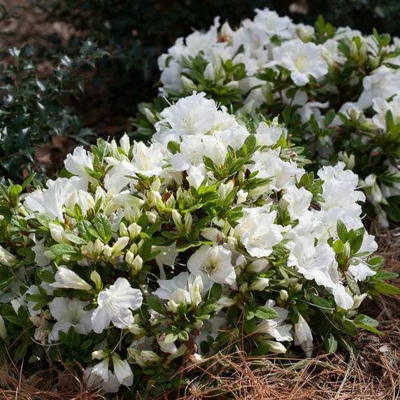 Azalea Bloom-A-Thon® White