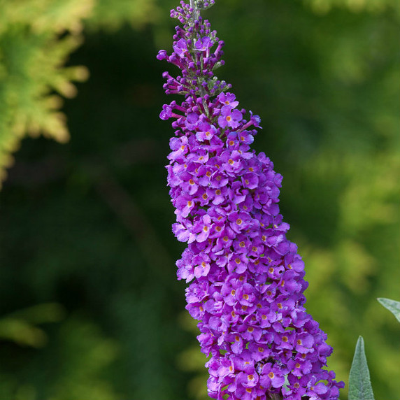 Buddleia Miss Violet