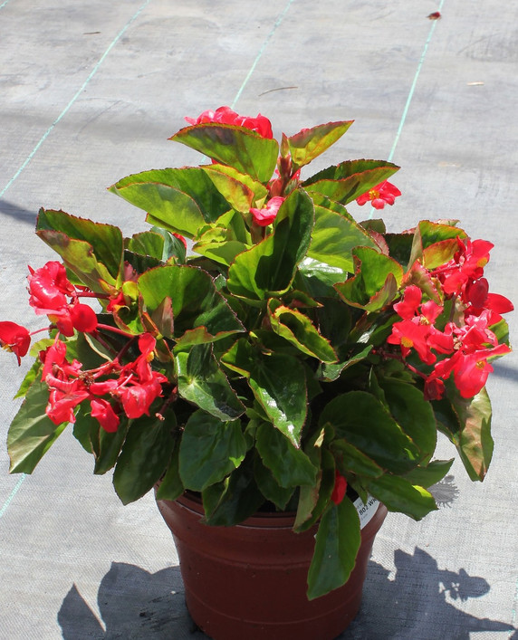 Begonia Whopper® Red With Green Leaf