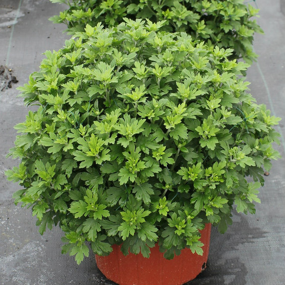 8 inch pot