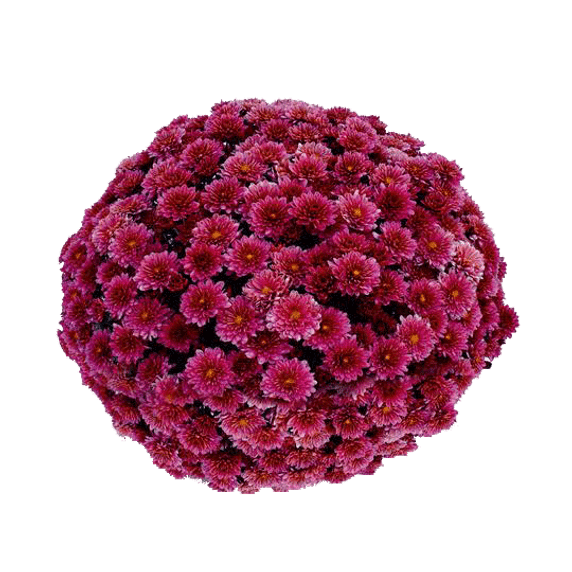 Belgian Mums® Padre Cerise