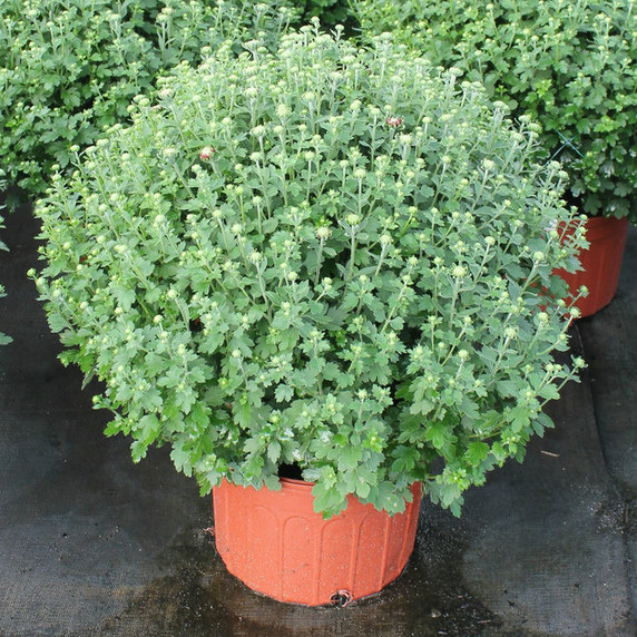 Belgian Mums® Savona Red