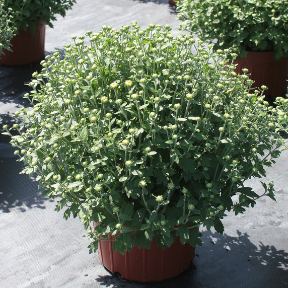 Belgian Mums® Padre White