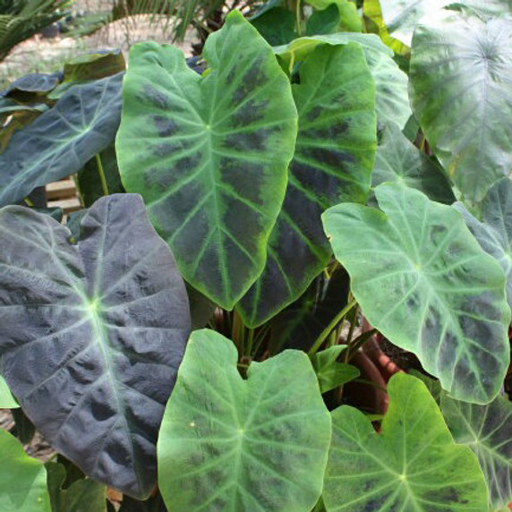 Colocasia Black Beauty