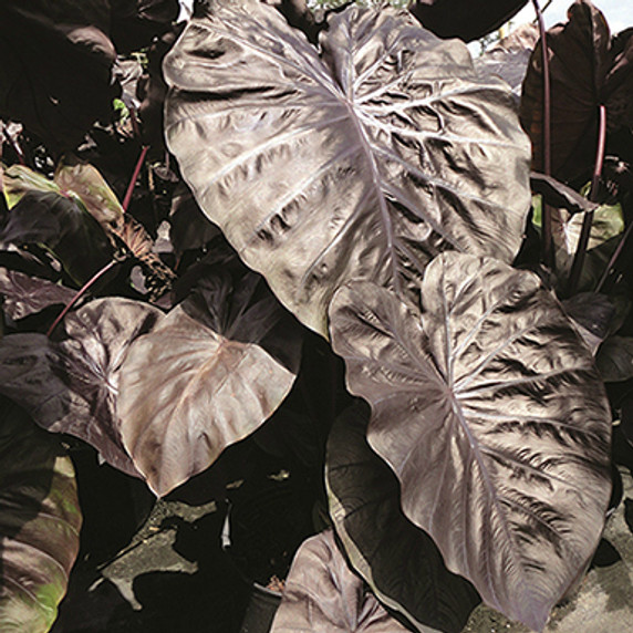 Colocasia Royal Hawaiian® Black Coral