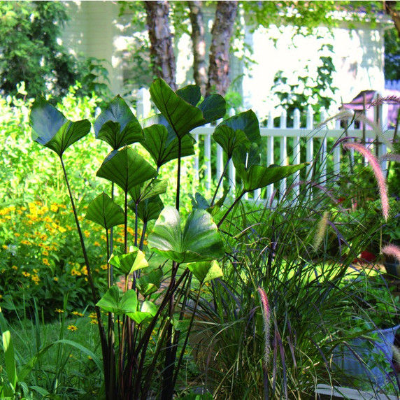 Colocasia Coffee Cups