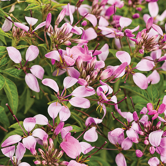 Cleome Pequeña Rosalita®