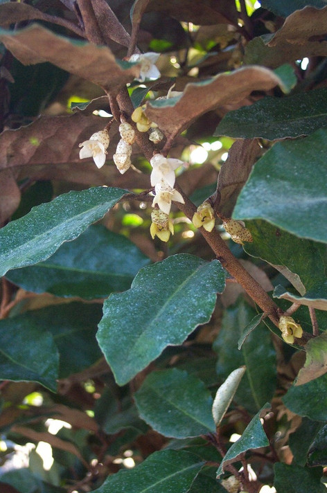 Elaeagnus ebbingei (Russian Olive)