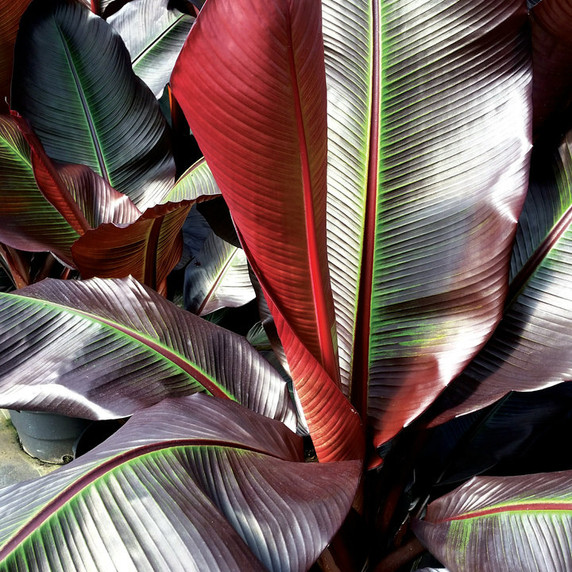 Ensete Maurelii (Red Banana)