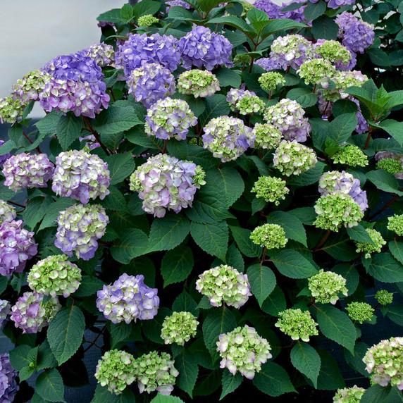 Hydrangea mac. Endless Summer® BloomStruck®