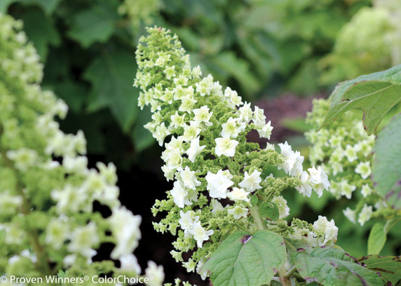 Hydrangea quer. Gatsby Star®