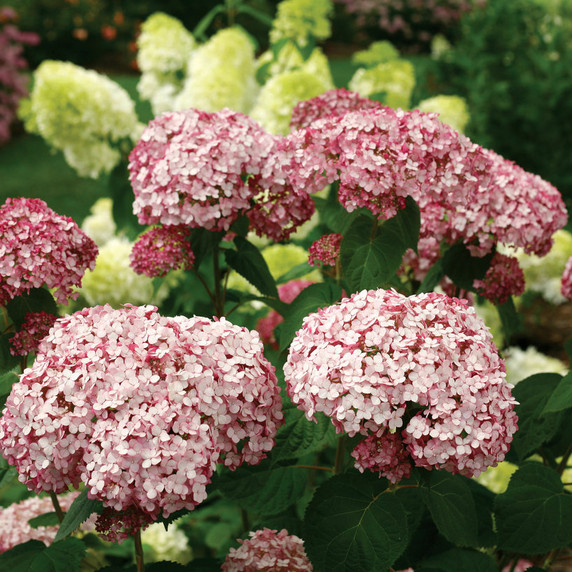 Hydrangea arb. Incrediball® Blush