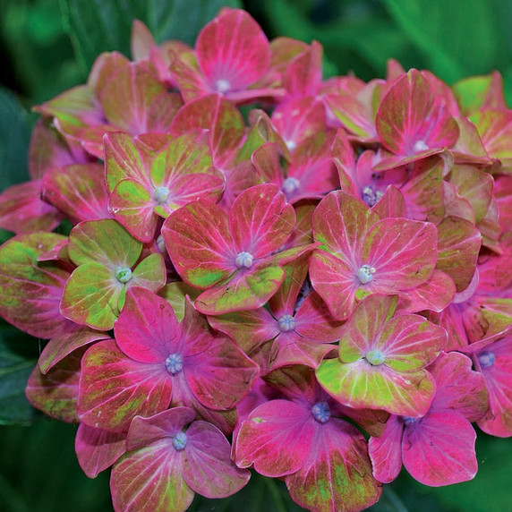 Hydrangea mac. Pistachio™