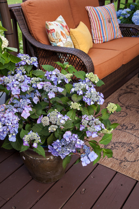 Hydrangea mac. Endless Summer® Twist-N-Shout®