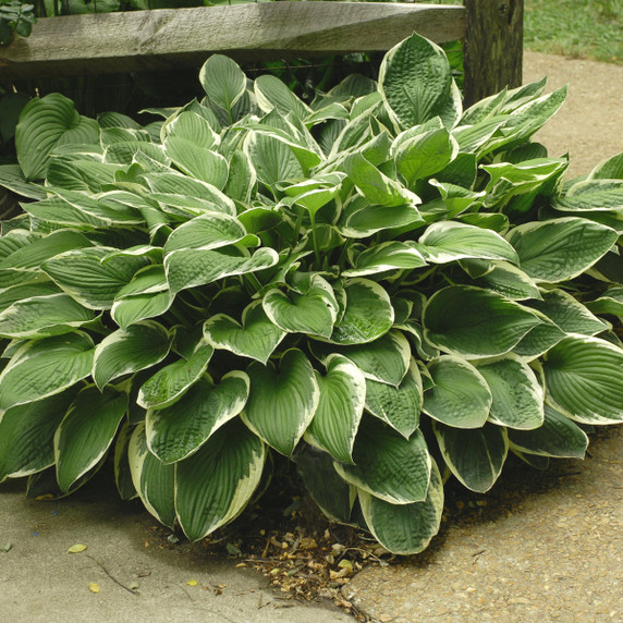 Hosta Francee