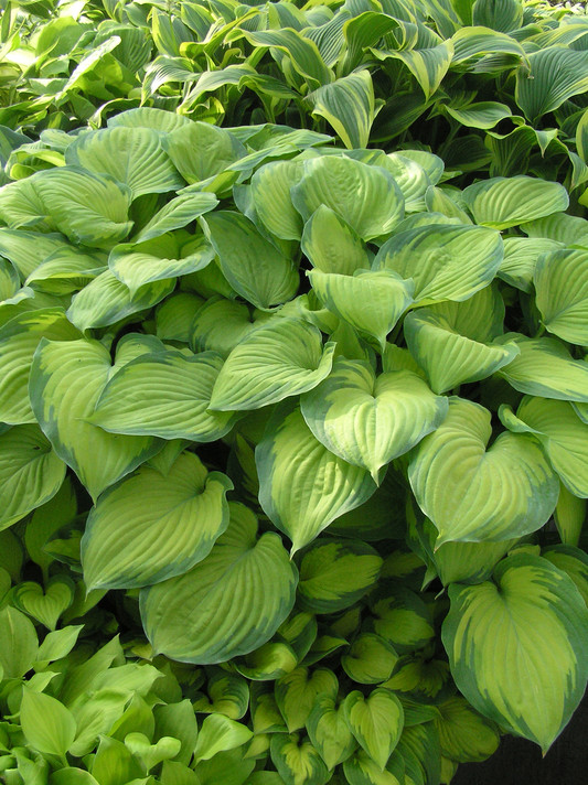 Hosta Guacamole