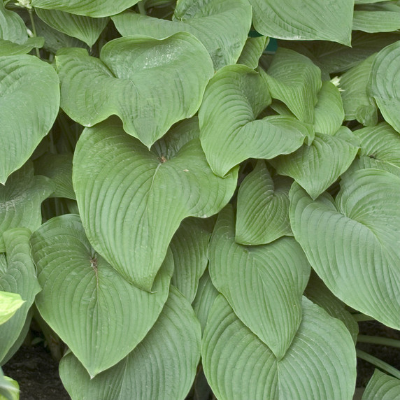 Hosta T-Rex